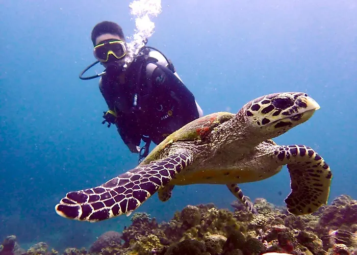 Pamanilao And Padoy'S Dive Camp